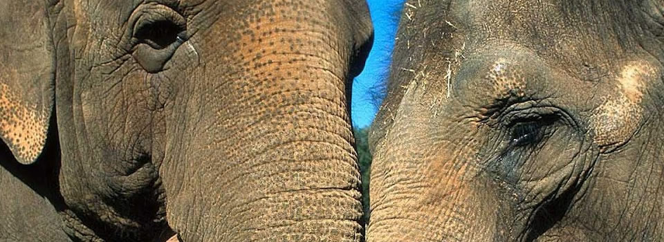 De liefde tussen olifanten