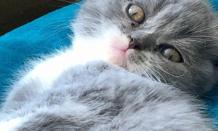 Er moet me toch iets van het hart…