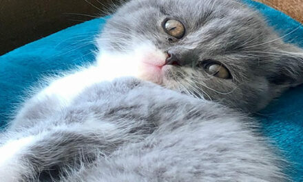 Lilian Ferru: British Shorthair Cats falling in love, birth of five kittens