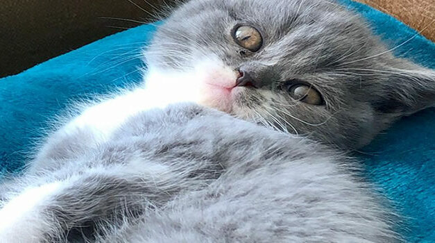 Lilian Ferru: British Shorthair Cats falling in love, birth of five kittens