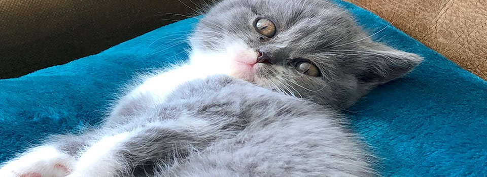 Lilian Ferru: British Shorthair Cats falling in love, birth of five kittens