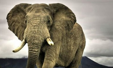 Olifant in De Kamer: Sadistisch, ritueel kindermisbruik – Gideon van Meijeren