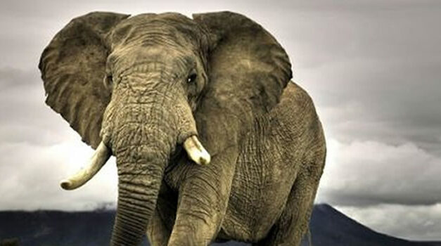 Olifant in De Kamer: Sadistisch, ritueel kindermisbruik – Gideon van Meijeren