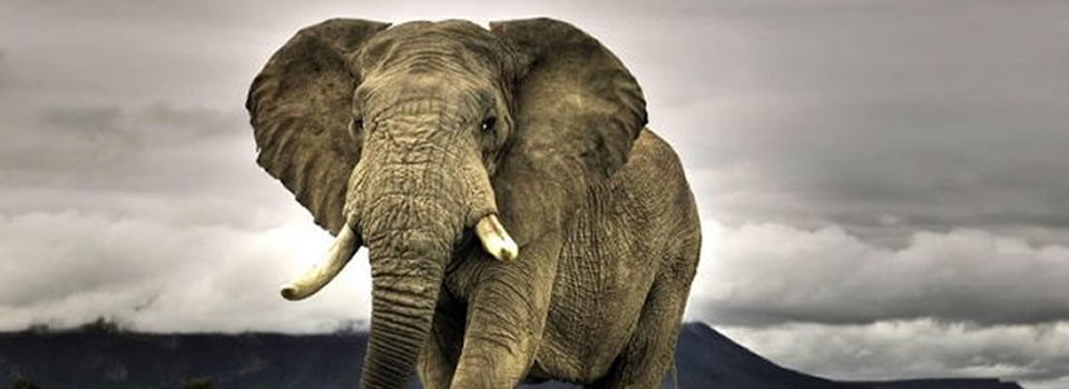 Olifant in De Kamer: Sadistisch, ritueel kindermisbruik – Gideon van Meijeren