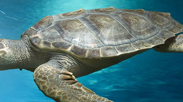 Over schildpadden en andere Zenmeesters