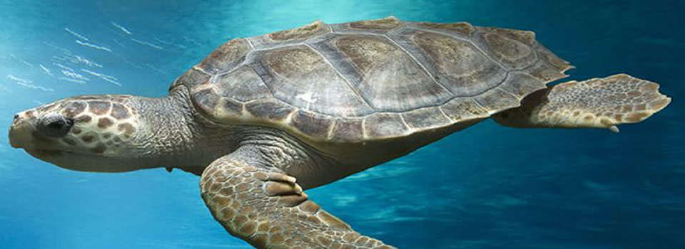 Over schildpadden en andere Zenmeesters