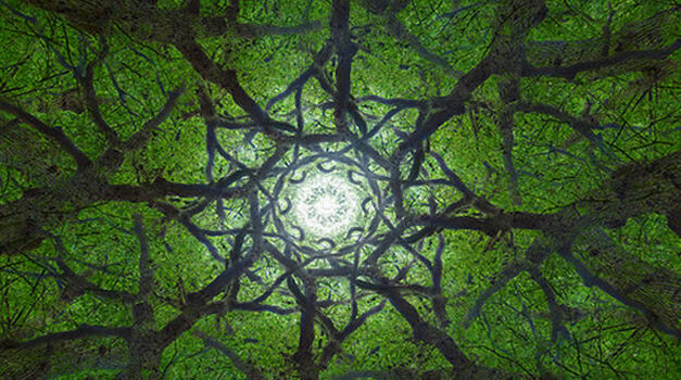 Hoe bomen met elkaar praten, Suzanne Simard