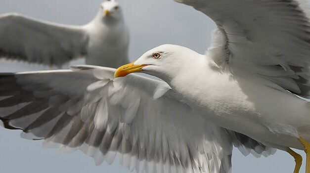 Wie herinnert zich nog Jonathan Livingston Seagull?