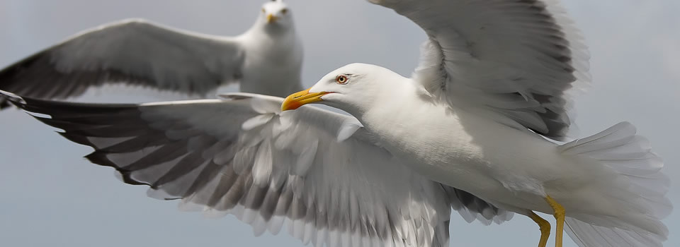 Wie herinnert zich nog Jonathan Livingston Seagull?